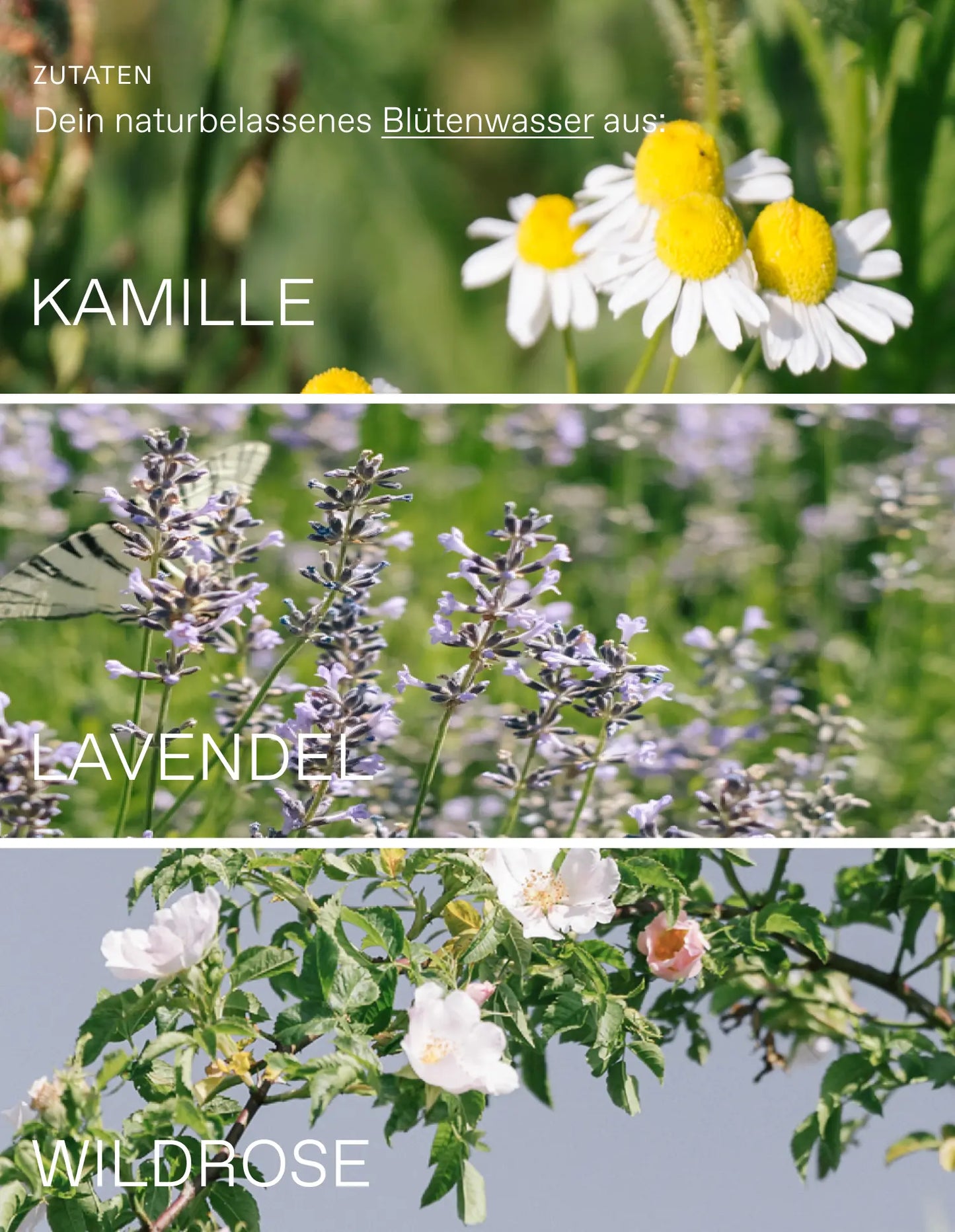 Hydrolat Daily Ritual