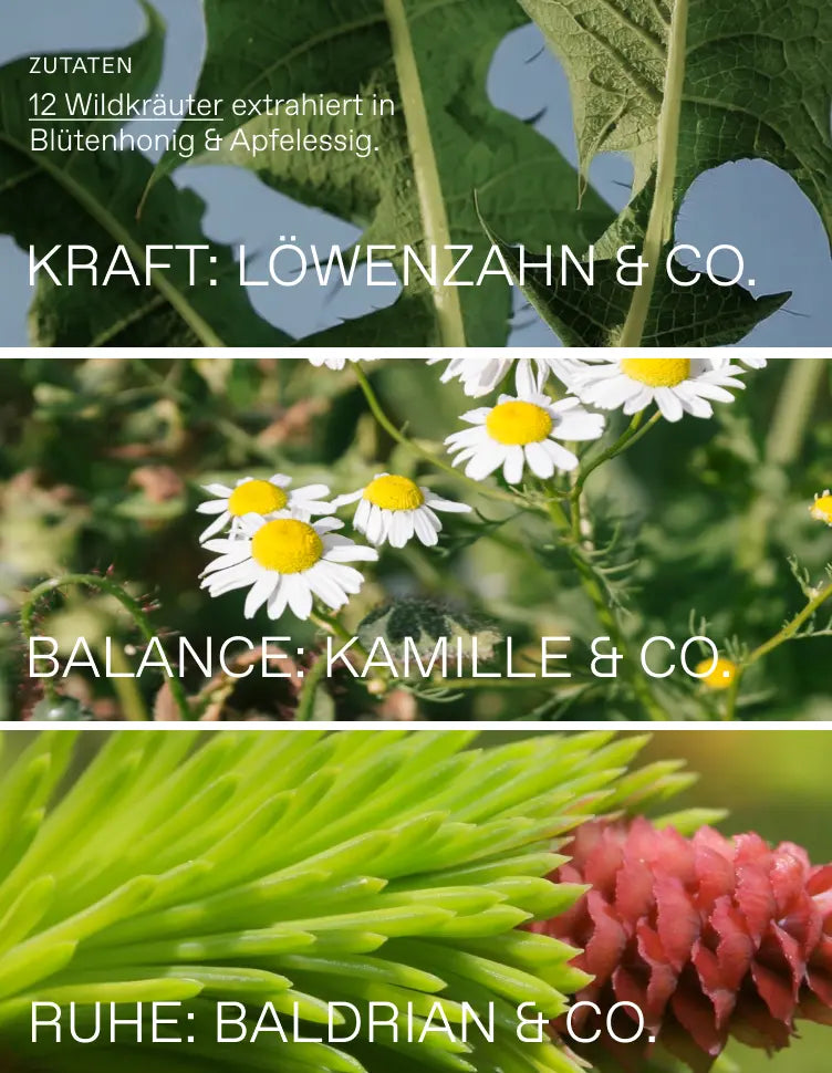 Oxymel – Die Kleinen