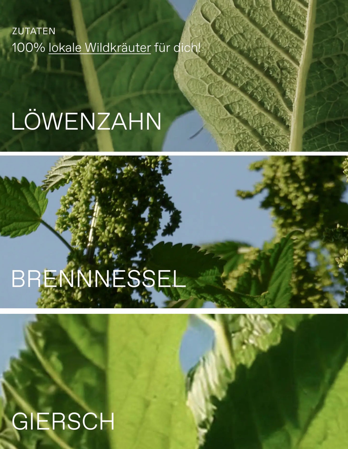 Wildpflanzenpulver Heimische Superfoods