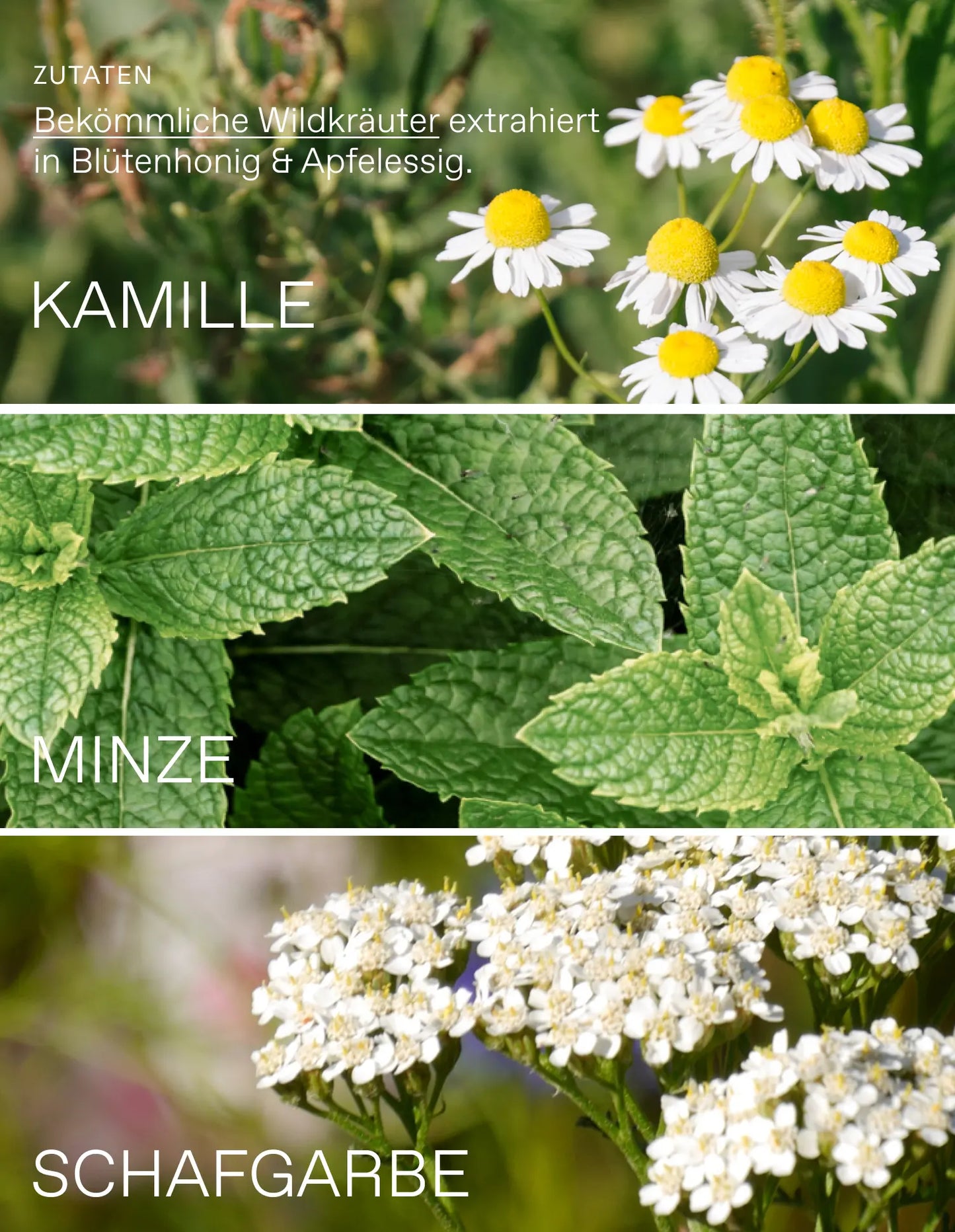 Oxymel Balance