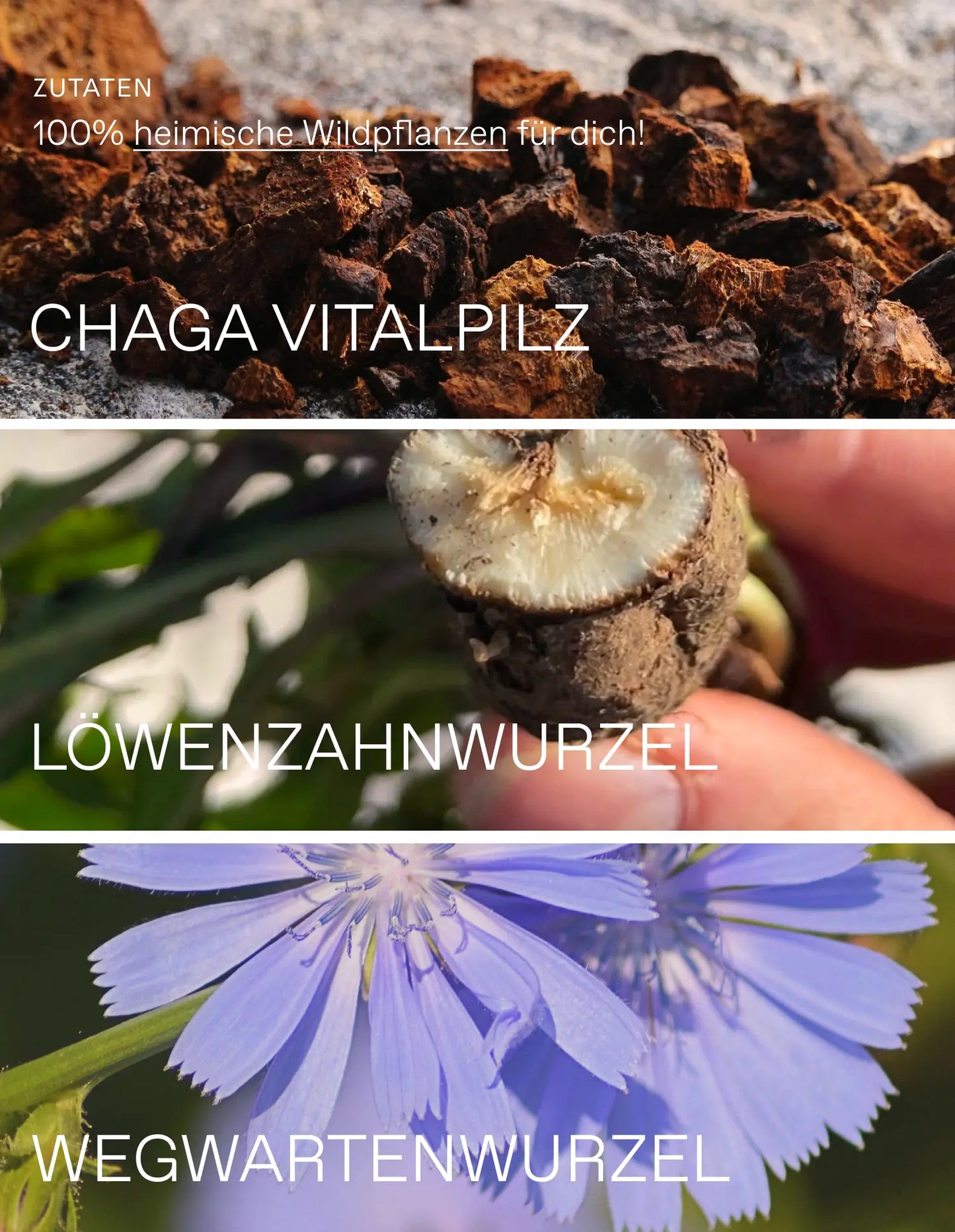 Wildpflanzenpulver Magic Brew