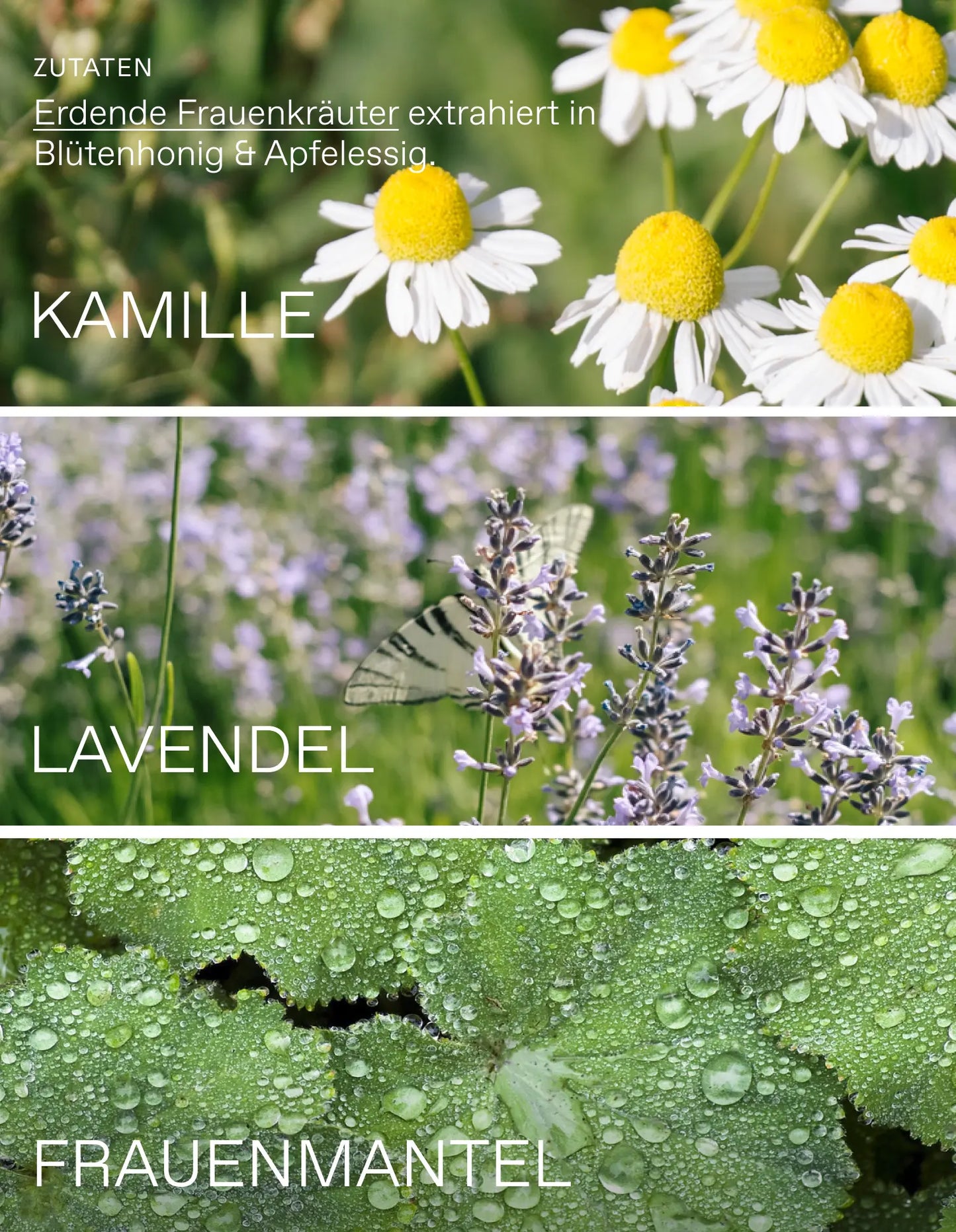 Oxymel Zyklus
